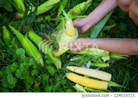 Young woman cleans freshly picked ears of corn. Corn cleaning process. Woman peeling corn. Close-up. Young woman cleans freshly picked ears of corn. Corn cleaning process. Woman peeling corn. Close-up. 124610723