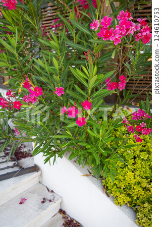 Vibrant pink nerium oleander flowers bloom profusely in a lush garden setting near a white stone staircase Vibrant pink nerium oleander flowers bloom profusely in a lush garden setting near a white stone staircase 124610753