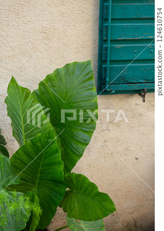 Large, vibrant green leaves of a tropical plant contrast against a textured beige wall and teal shutters 124610754