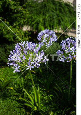 Three vibrant purple agapanthus flowers bloom in lush green garden setting, showcasing their delicate petals and tall stems Three vibrant purple agapanthus flowers bloom in lush green garden setting, showcasing their delicate petals and tall stems 124610755