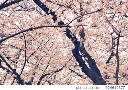 Cherry blossoms spring flowering spring Cherry blossoms spring flowering spring 124610877