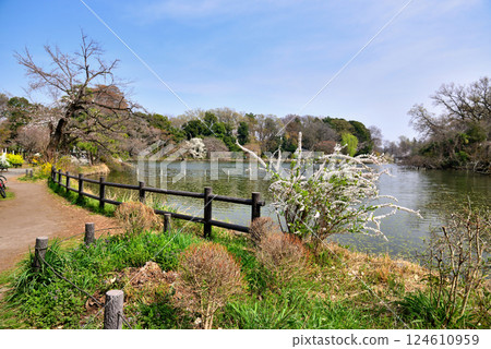 善福寺公園:雪柳染成純白色 善福寺公園:雪柳染成純白色 124610959