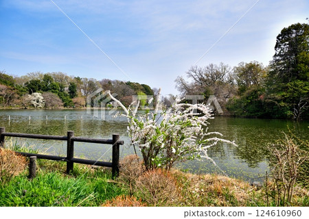 Zenpukuji Park: Snow willows dyed pure white Zenpukuji Park: Snow willows dyed pure white 124610960