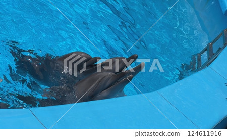 Two dolphins surfacing in a blue pool Two dolphins surfacing in a blue pool 124611916
