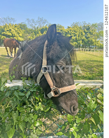 Shot of a black horse eating plants growing next to the fence at a horse farm Shot of a black horse eating plants growing next to the fence at a horse farm 124612107