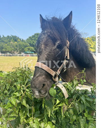 Shot of a black horse eating plants growing next to the fence at a horse farm Shot of a black horse eating plants growing next to the fence at a horse farm 124612108
