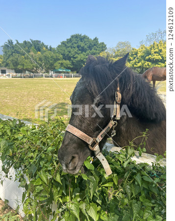 在馬場拍攝一匹黑馬在吃柵欄邊生長的植物 在馬場拍攝一匹黑馬在吃柵欄邊生長的植物 124612109
