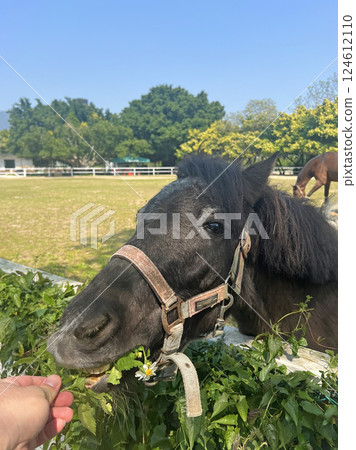 在馬場拍攝一匹黑馬在吃柵欄邊生長的植物 124612110