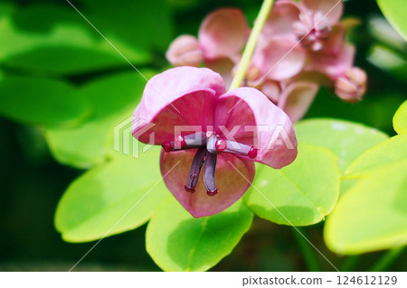 Akebia female flower 124612129
