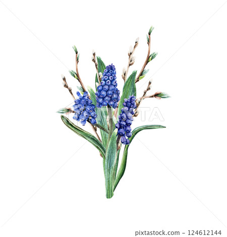 A bouquet of blue grape hyacinth, muscari and pussy willow branches. Hand drawn botanical watercolor illustration isolated on white background. For clip art cards invitation A bouquet of blue grape hyacinth, muscari and pussy willow branches. Hand drawn botanical watercolor illustration isolated on white background. For clip art cards invitation 124612144