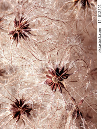 Abstract background of fluffy cotton seeds from Clematis vitalba old man's beard flower Abstract background of fluffy cotton seeds from Clematis vitalba old man's beard flower 124612201