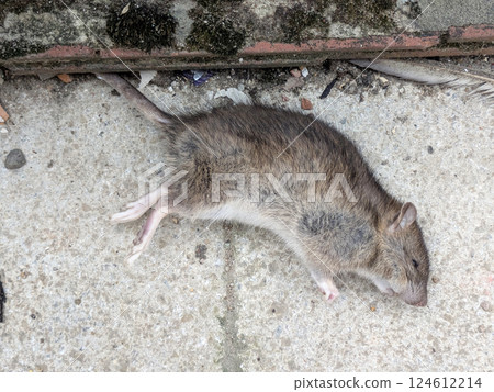 Close up of a dead rat on a path possibly poisoned Close up of a dead rat on a path possibly poisoned 124612214