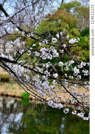 善福寺公園的櫻花風景 124612225