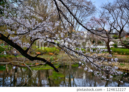 善福寺公園的櫻花風景 124612227