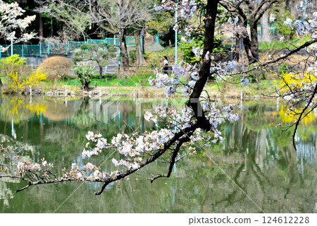 Cherry blossom scenery at Zenpukuji Park Cherry blossom scenery at Zenpukuji Park 124612228