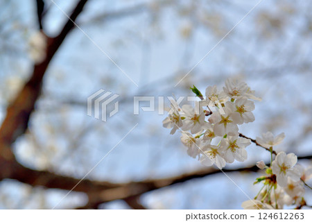 善福寺公園的櫻花風景 善福寺公園的櫻花風景 124612263