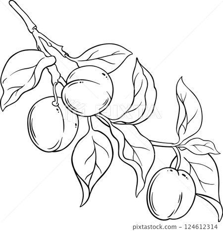 Apricot Branch with Fruits and Leaves Outline Illustration. Apricot Branch with Fruits and Leaves Outline Illustration. 124612314