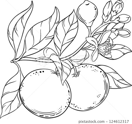 Grapefruit Branch with Flowers, Fruits and Leaves Outline Illustration. Essential oil ingredient. Organic natural food ingredient, vegetarian diet product.  124612317