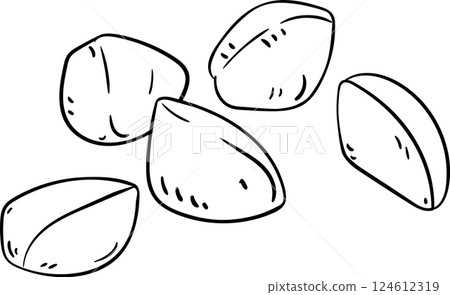 Andiroba  Nuts  Outline Illustration. 124612319