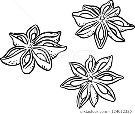 Anise Seeds Outline Illustration. 124612320