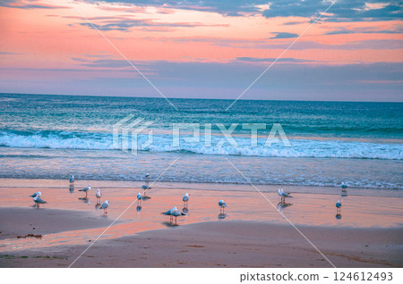 Seagulls on the beach during sunset 124612493