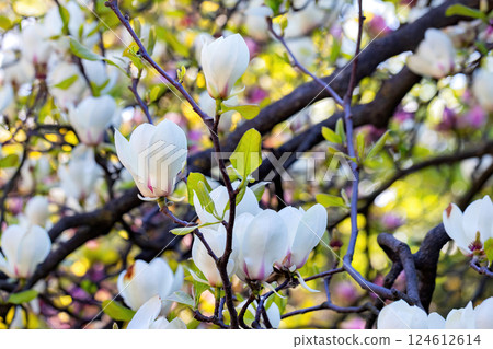 Blossoming magnolia tree enchants visitors in a vibrant spring garden 124612614