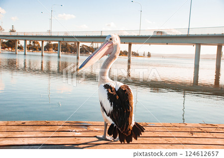Pelican staring at me 124612657