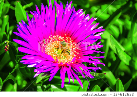 Honey Bee on flower Honey Bee on flower 124612658