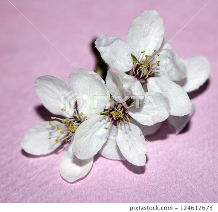 Pretty white cherry blossom small flowers close up petals on pink background Pretty white cherry blossom small flowers close up petals on pink background 124612673