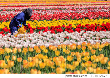 Kamiyubetsu Tulip Park in Yubetsu, Hokkaido, where 700,000 tulips bloom in full glory [May] 124612676