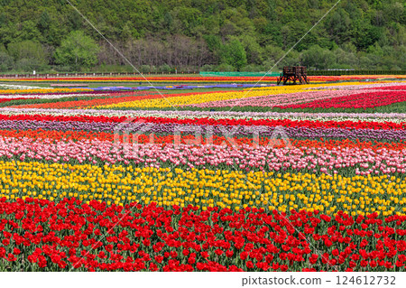 Kamiyubetsu Tulip Park in Yubetsu, Hokkaido, where 700,000 tulips bloom in full glory [May] 124612732