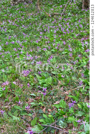 Ogushi Katakuri Village Ogushi Katakuri Village 124612813