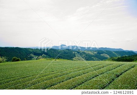 福岡縣八女市的山脈和茶園 124612891