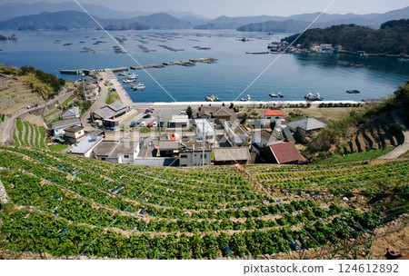 Terraced fields of Yusamizu-ura, Uwajima City, Ehime Prefecture 124612892