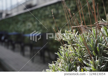 black chairs and tables green nature restaurant outside blurred with rosemary grass close-up. summer and rest while, relax black chairs and tables green nature restaurant outside blurred with rosemary grass close-up. summer and rest while, relax 124613054