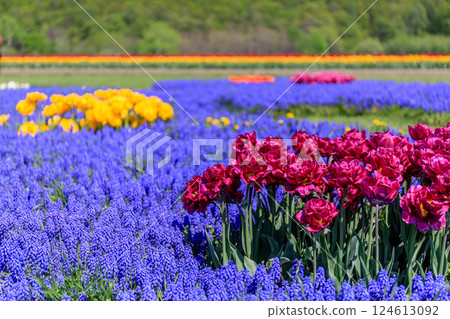北海道湧別市上湧別鬱金香公園，70萬株鬱金香盛開 [5月] 124613092