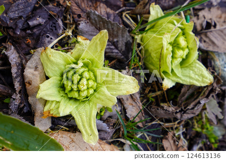 Spring News: Butterbur Spring News: Butterbur 124613136
