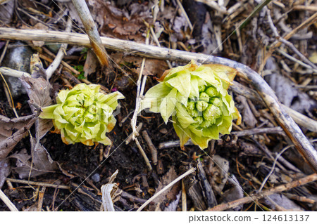 Spring News: Butterbur 124613137