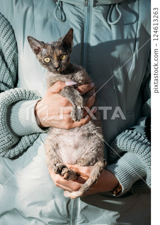 Obedient Devon Rex Cat With Brown Grey Fur Color Sit On Hands. Curious Playful Funny Cute Amazing Devon Rex Cat. Cats Portrait. Yellow Cat Eyes. Amazing Happy Pets. Pet Friendship Concept Obedient Devon Rex Cat With Brown Grey Fur Color Sit On Hands. Curious Playful Funny Cute Amazing Devon Rex Cat. Cats Portrait. Yellow Cat Eyes. Amazing Happy Pets. Pet Friendship Concept 124613263