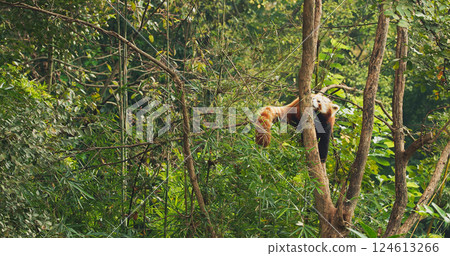 Agile Red Panda Panda Climbs Tree In Search Of Leaves To Eat. Ailurus Fulgens Or Lesser Panda Is Small Mammal Native To The Eastern Himalayas And Southwestern China. Red Pandas Are Also Symbol Of 124613266