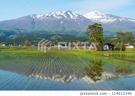 Mt. Chokai and its reflection in a rice field, as well as a shrine Mt. Chokai and its reflection in a rice field, as well as a shrine 124613346