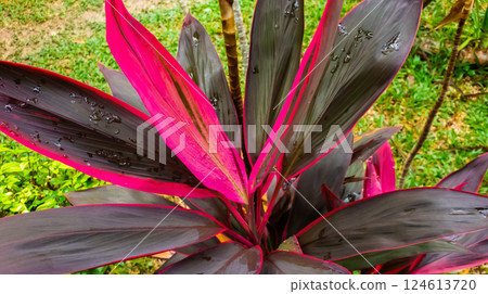 Leaf or plant Cordyline fruticosa leaves pink colorful vivid tropical nature background. Mobile photo 124613720