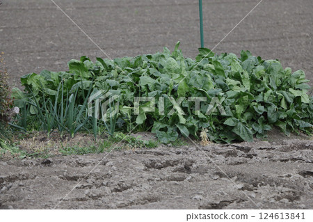 Spinach suddenly grows large due to the warm weather 124613841