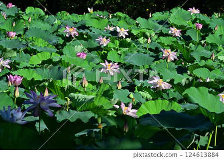 蓮花生長 124613884