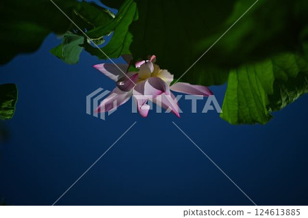 蓮花生長 124613885