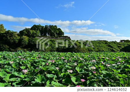 Lotus flower growing 124614032