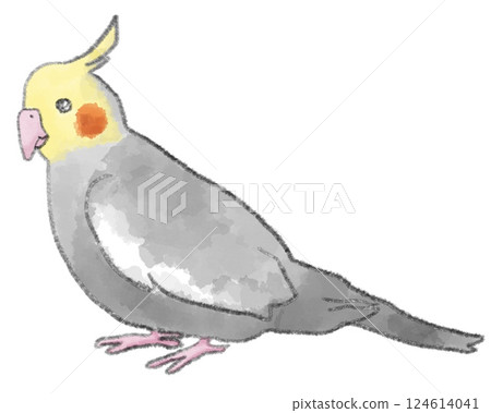 一隻正常的玄鳳鸚鵡放鬆地站立 一隻正常的玄鳳鸚鵡放鬆地站立 124614041