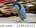 Broadbill Egret Sunbathing 124614122