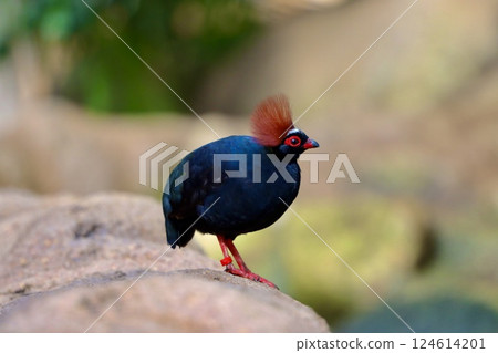 美麗而色彩鮮豔的螳螂蝦 124614201