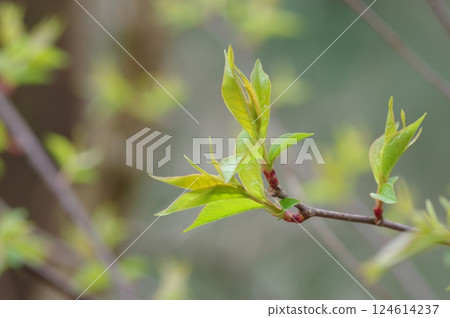 日本櫻花樹的發芽 124614237